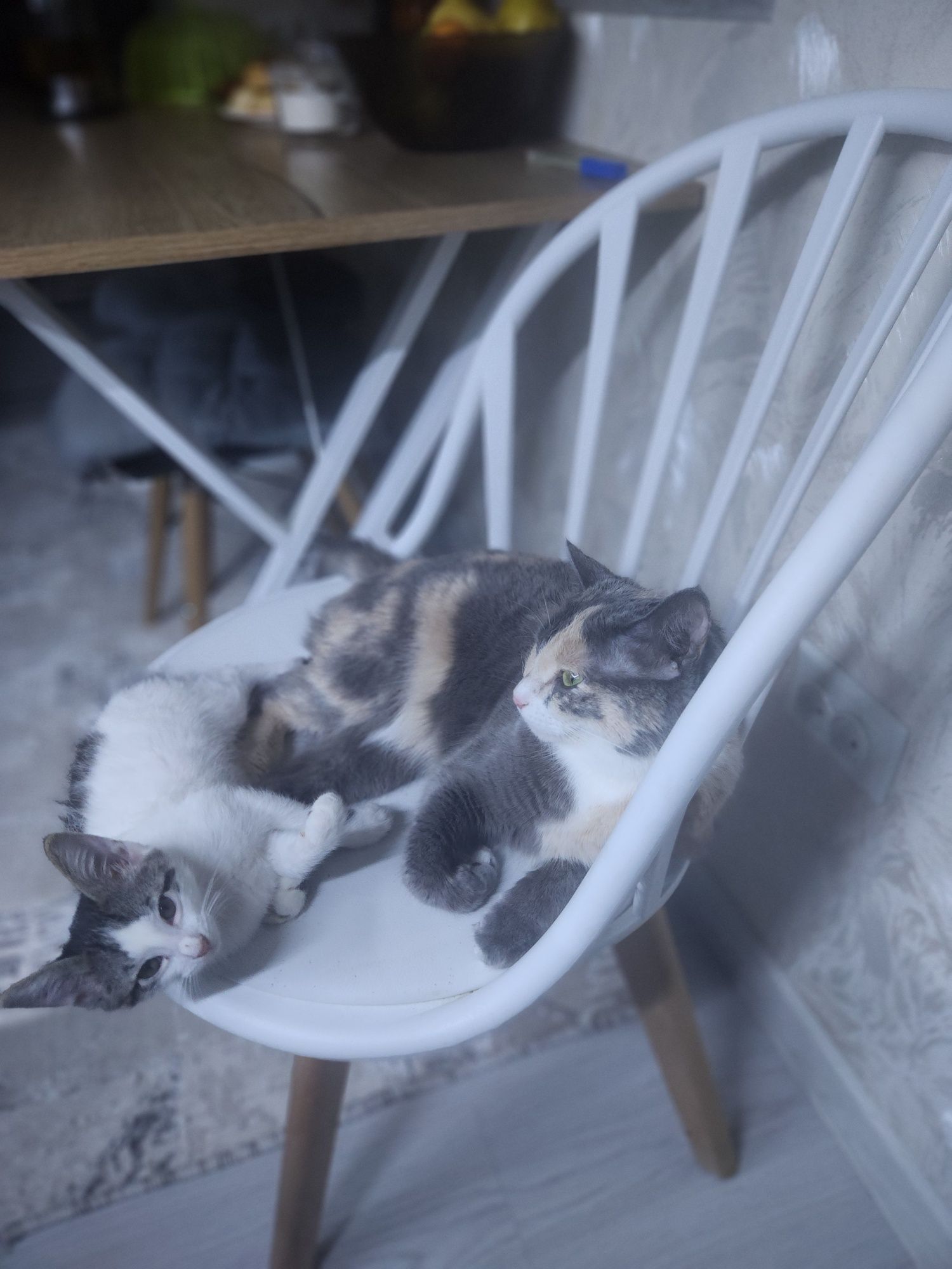 Котенок в самые надежные руки