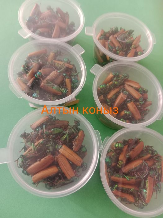 Алтын коныз Майски жук золотой  Altyn konyz