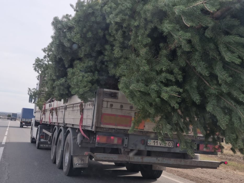 Саженцы, деревья  оптом и в розницу