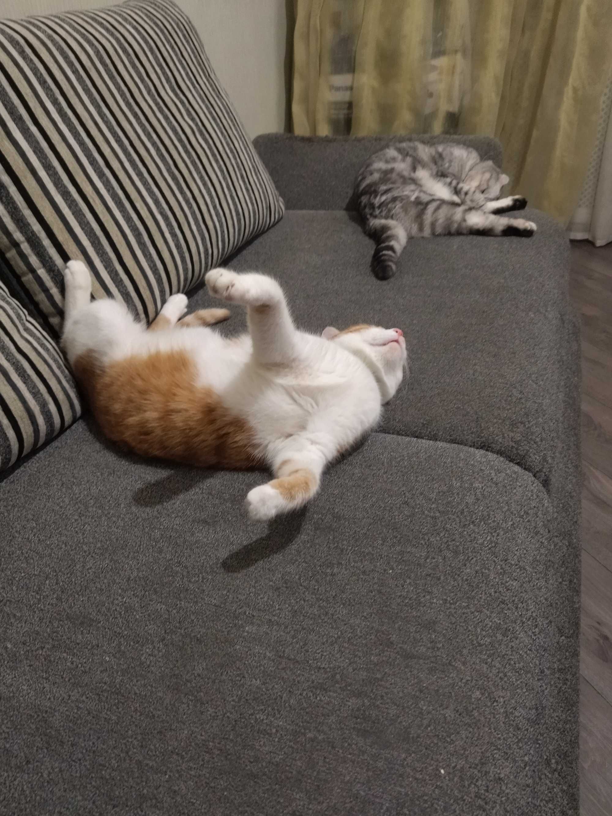 Котик бесплатно , ищет дом