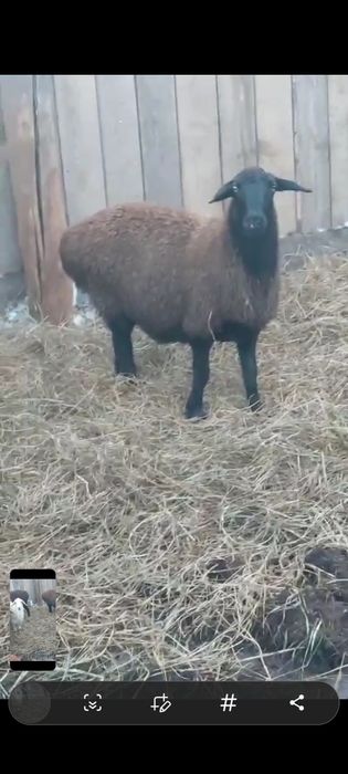 Продам две головы баранух!