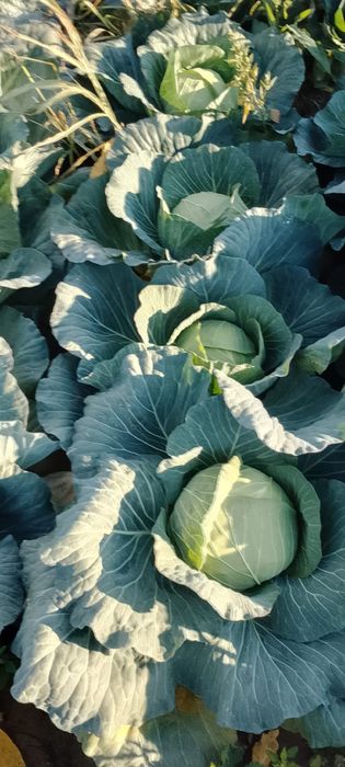 Varza de vânzare Mutima pentru murat 2-4 kg