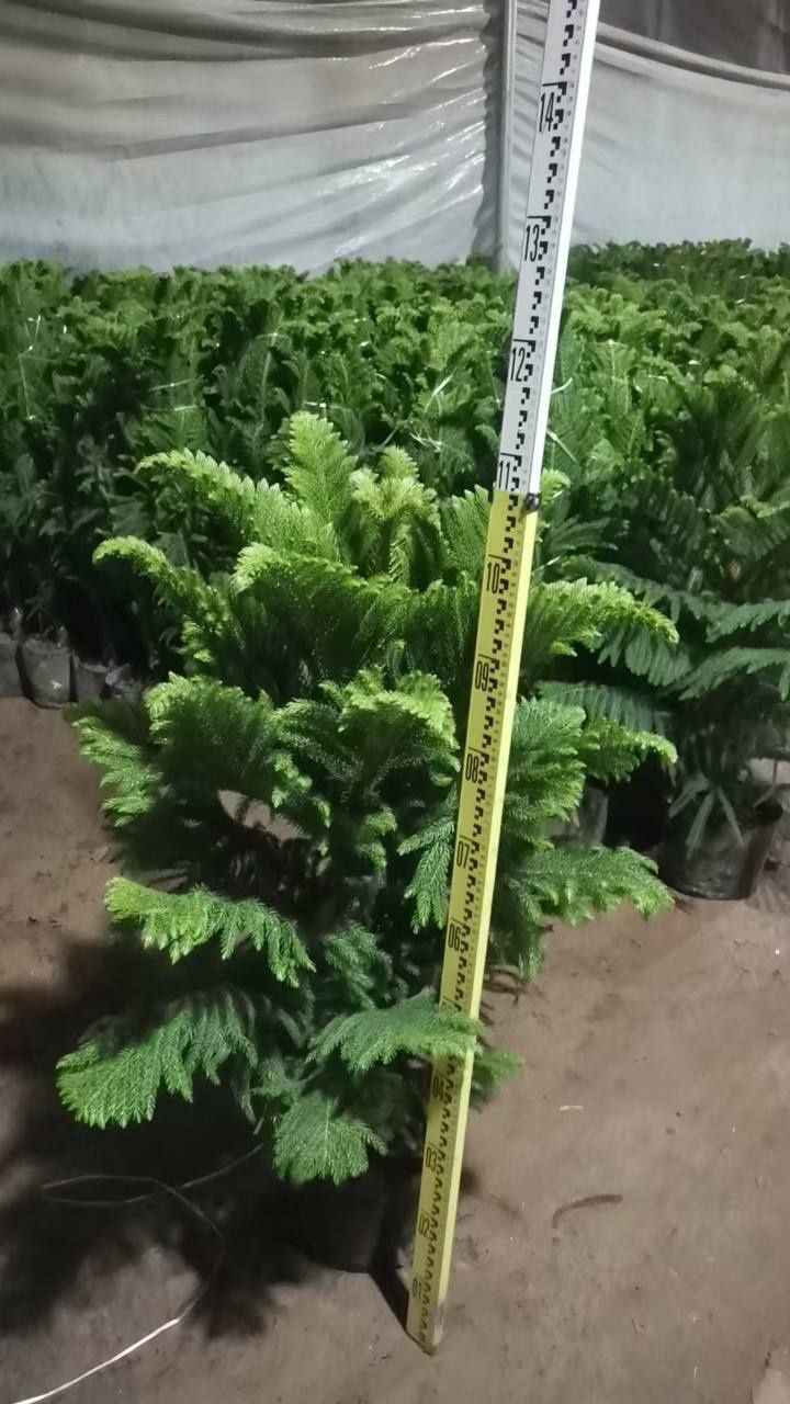 Dekarativniy daraxt gullar sotiladi