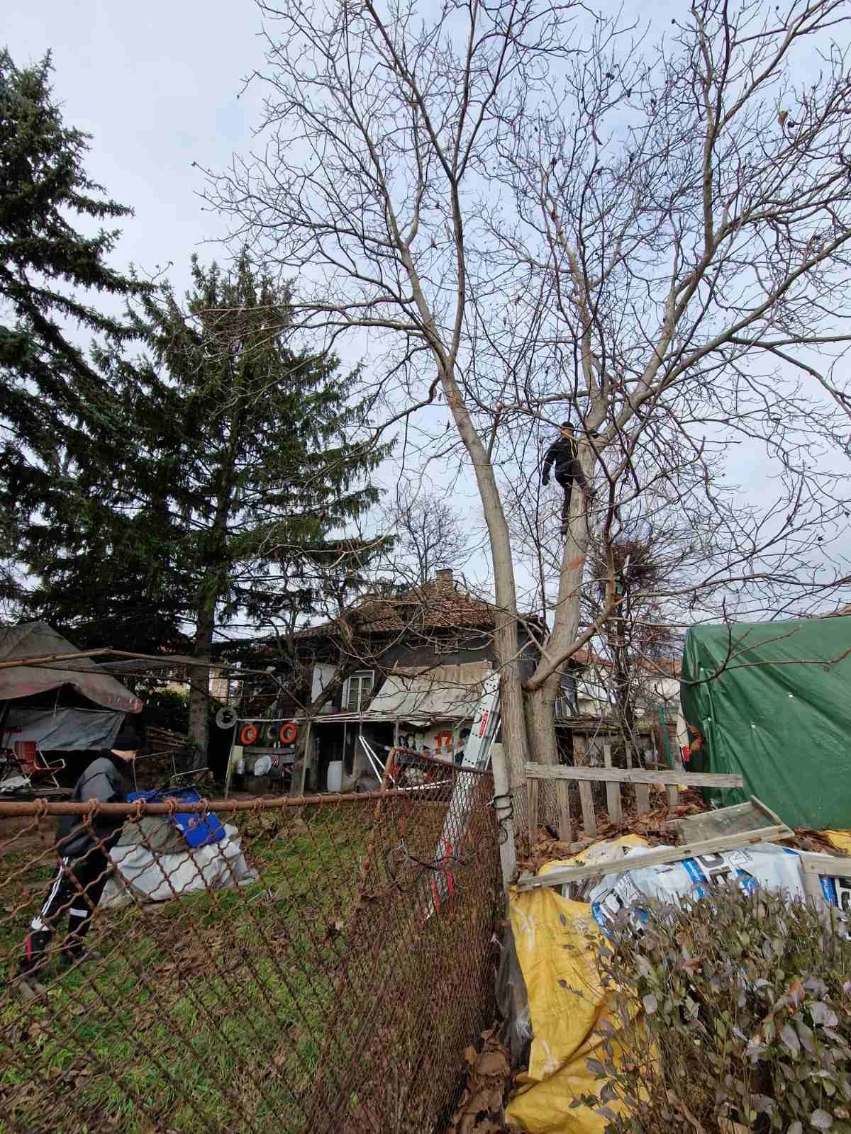 Рязане на опасни дървета
