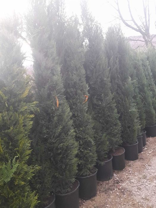 Plante ornamentale vibrante ce transmit energie naturală