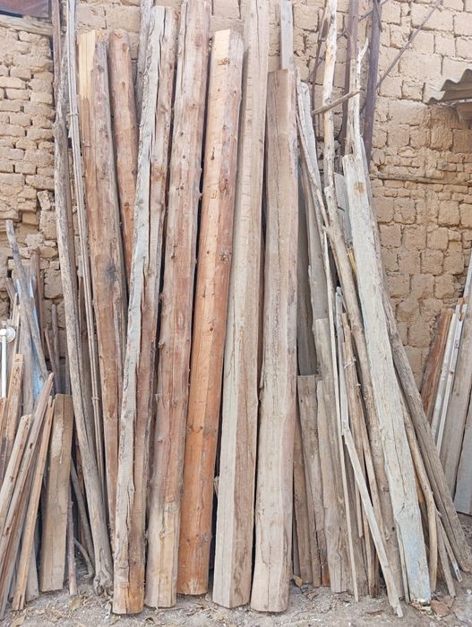 Toʻsin sasna daraxti