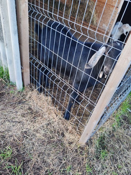 Vând țap anglo-nubian