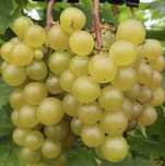 Struguri de vanzare pentru vin