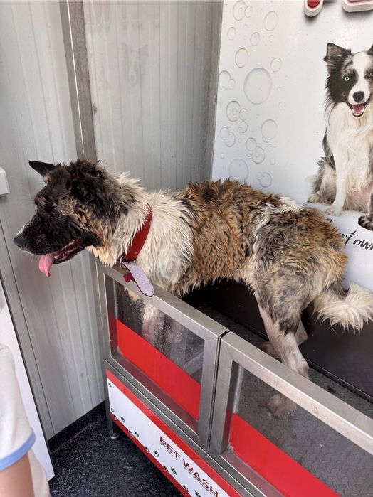 Spălătorie canină cu autoservire