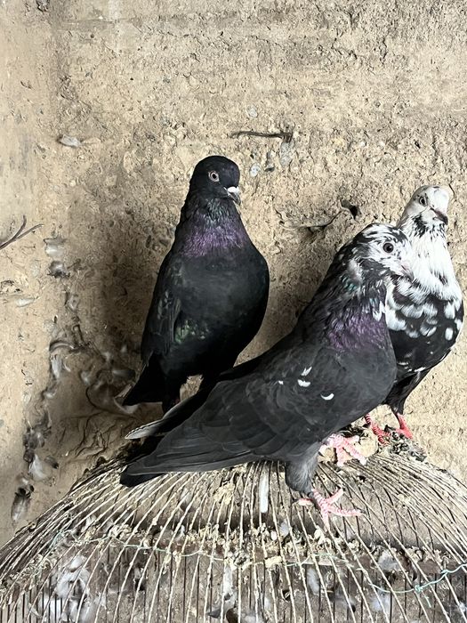 Кептерлер сатылады