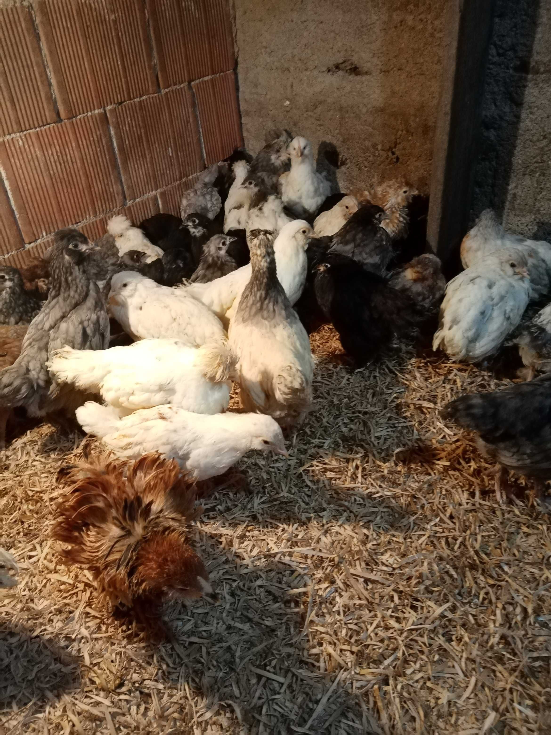 Pui de găină moțați și cu favoriți.