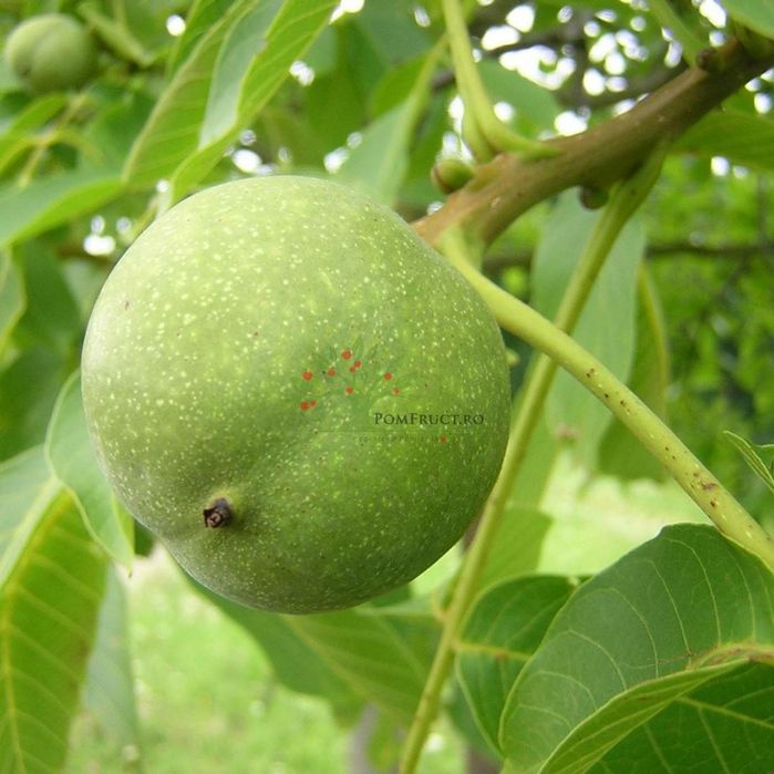 Pomi Fructiferi  nuc Franquette