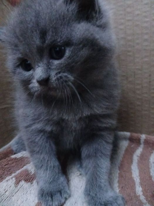 Мушучаларимга бром очилди