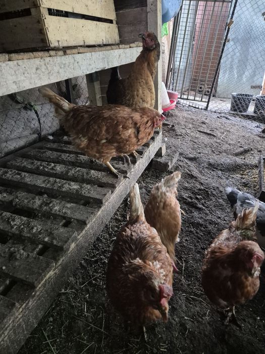 Vand/schimb gaini ouătoare rasa Brown