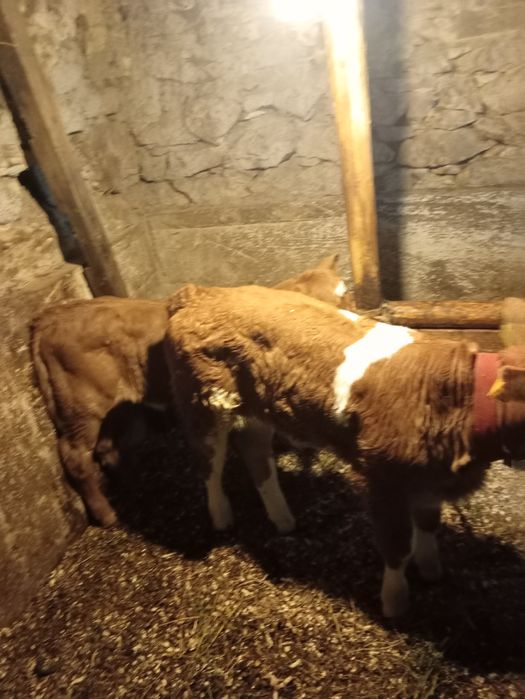 Vițel 3 săpt și vițea 2 săpt