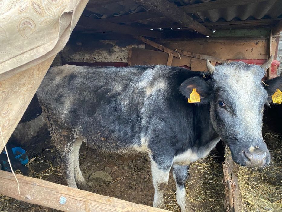 Vând vaca și vitea