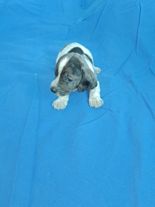 Teckel mini arlechin merle tekel mini