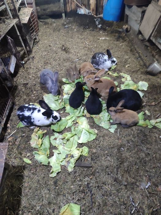 Продам кроликов разных