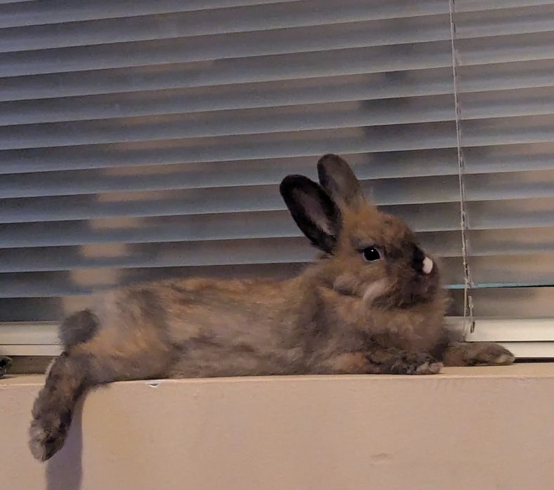 Декоративен заек (лъвска глава)