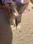 Котята отдам в хорошие руки обоя мальчики