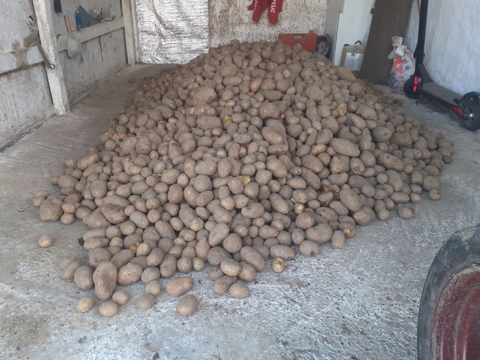 Vand cartofi pt consum