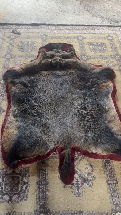 Blana de mistret autentica vanatorească