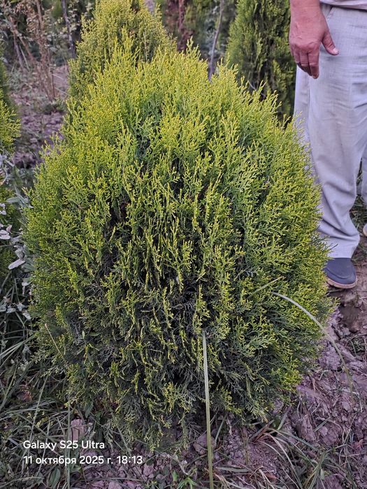 Туя голд смарагд италянский