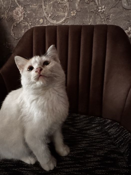 Отдам котят в заботливые руки