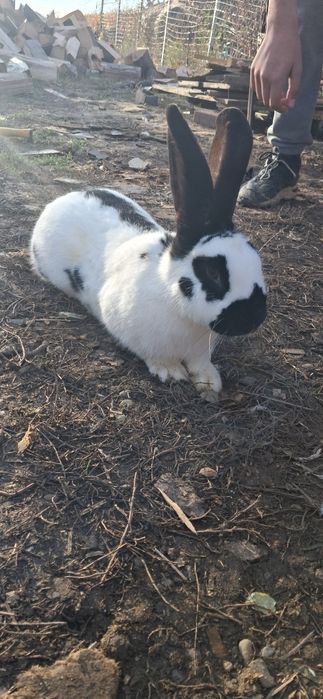 Iepure Fluture German