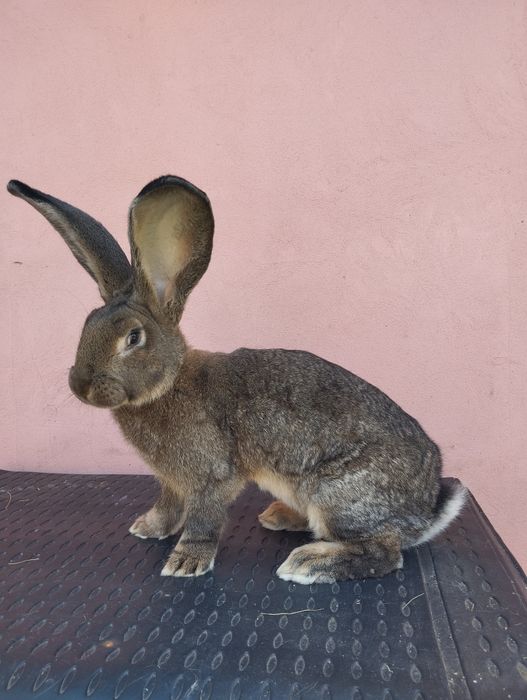 Iepuri Uriaș German Gri