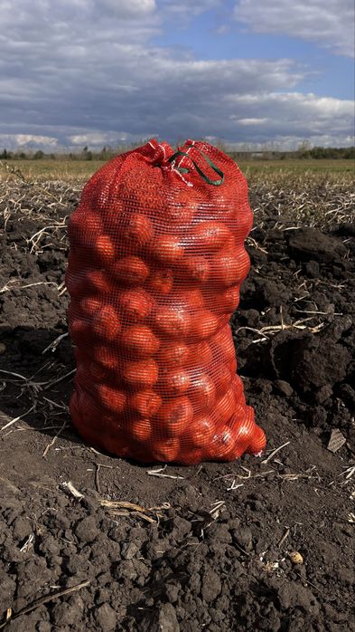 Картофель отборный