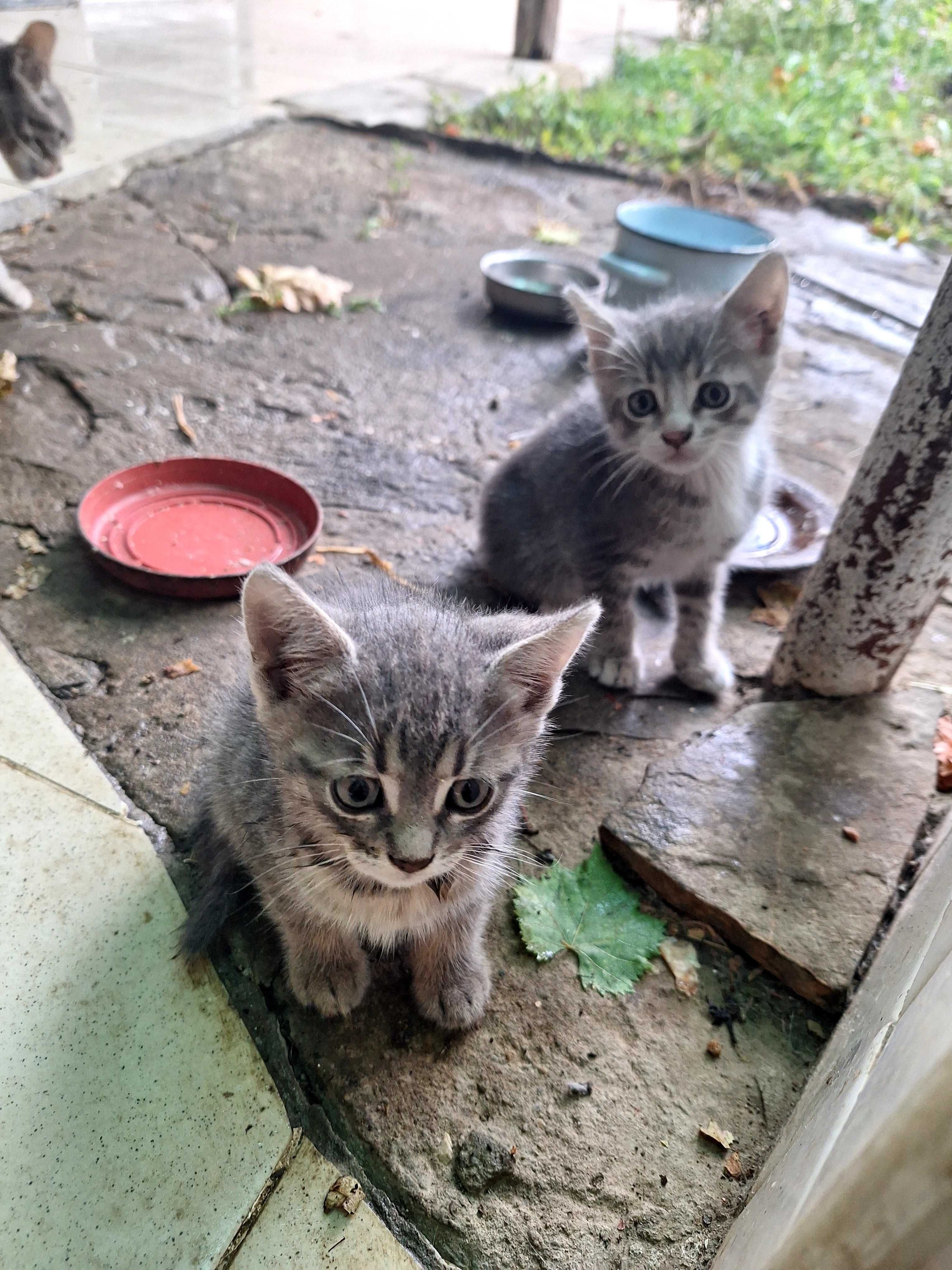Подарявам котенца