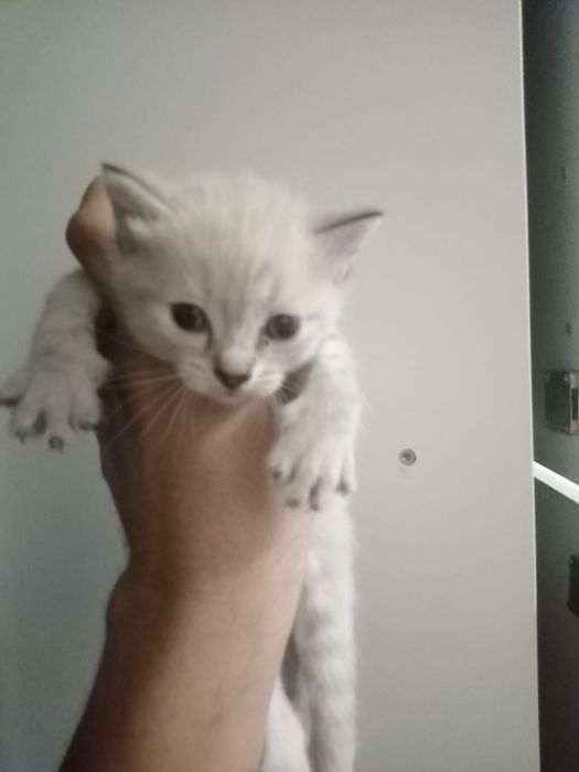 Отдам котят в хорошие руки!!!