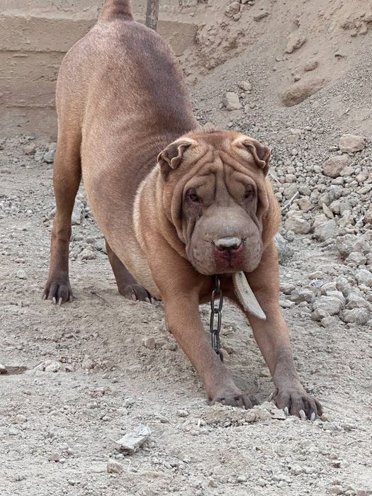 Шарпей сотилади аи