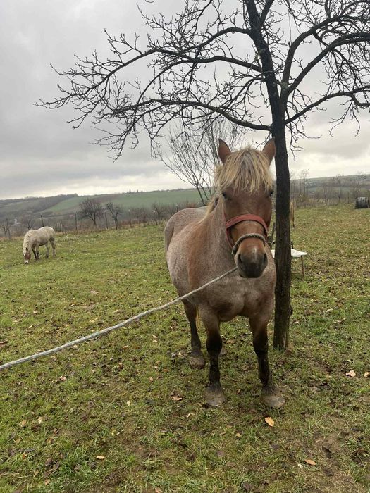 Vând iapă de 4 anii