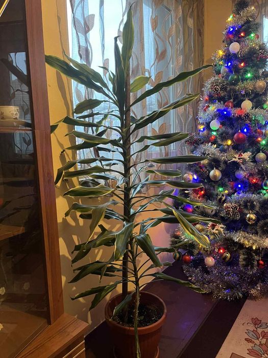 Голяма палма Драцена