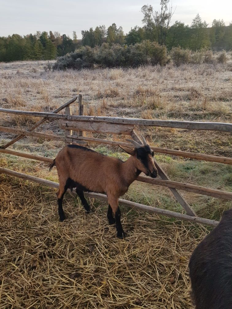 Vând capre 9 bucurați