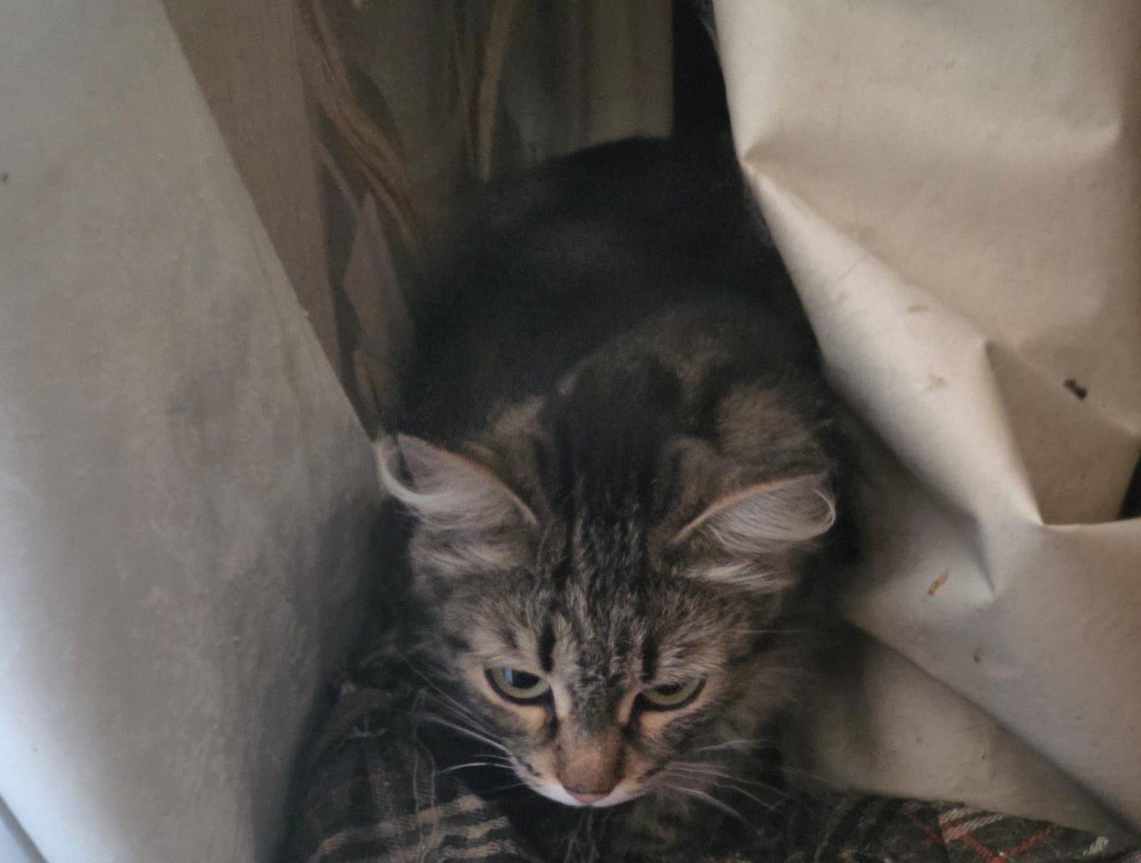Кошечка ищет дом