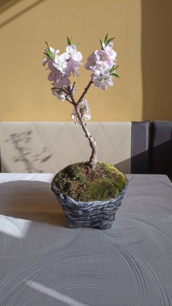 Бонсай праскова (prunus persica)