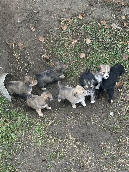 Күшіктерді құтқарайық! Спасем щенят!