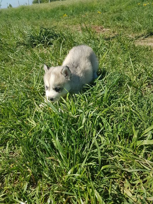 Băiețel Husky cu ochi albaștri