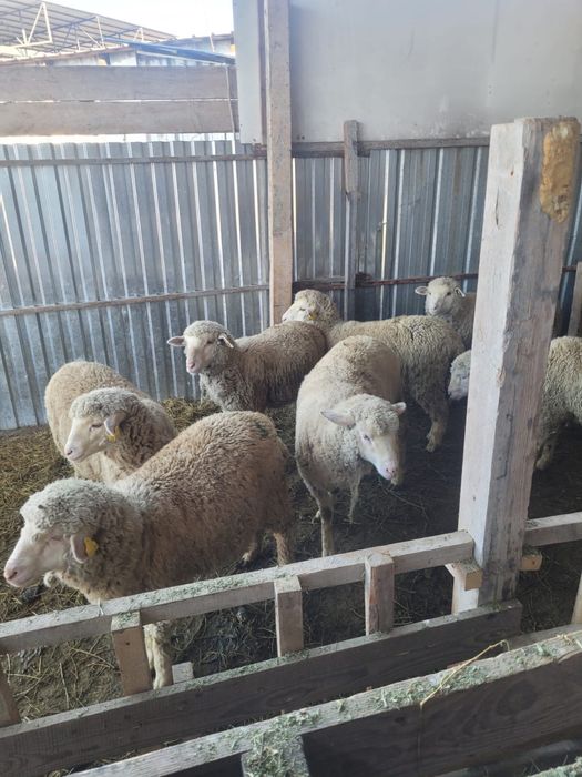 Продам барашков породы меринос