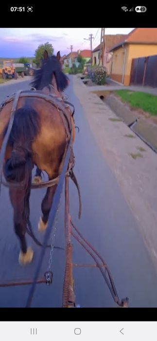 iapă de 9 ani județul Sibiu comuna alțna