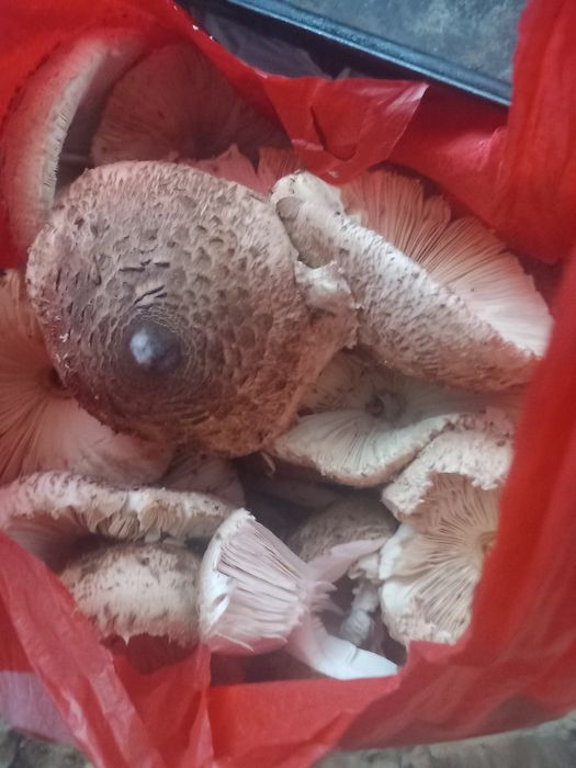 Ciuperci piciorul caprioarei