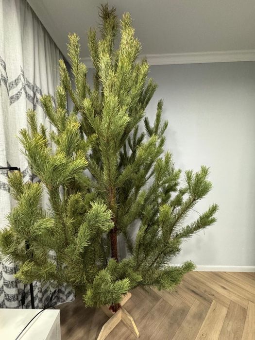 Елки новогодние живые