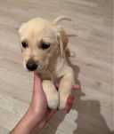 Pui Labrador Retriever – 8 săptămâni, sănătoși și jucăuși