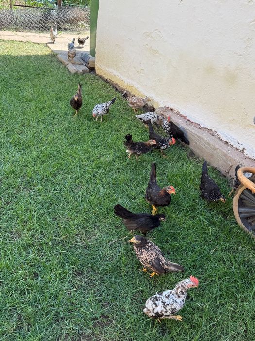 Gaini/Lilici/Pitici de vanzare