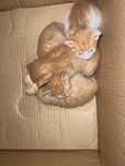 Подарявам малки котенца