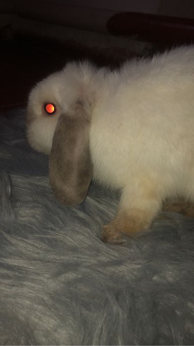 маленький, красивый длинноухий белый кролик