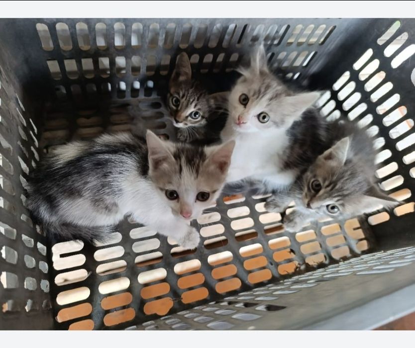 Отдам котят в хорошие руки